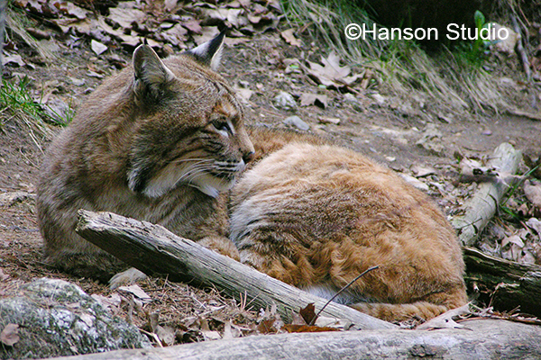 Bobcat